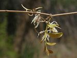 Ancylobothrys petersiana