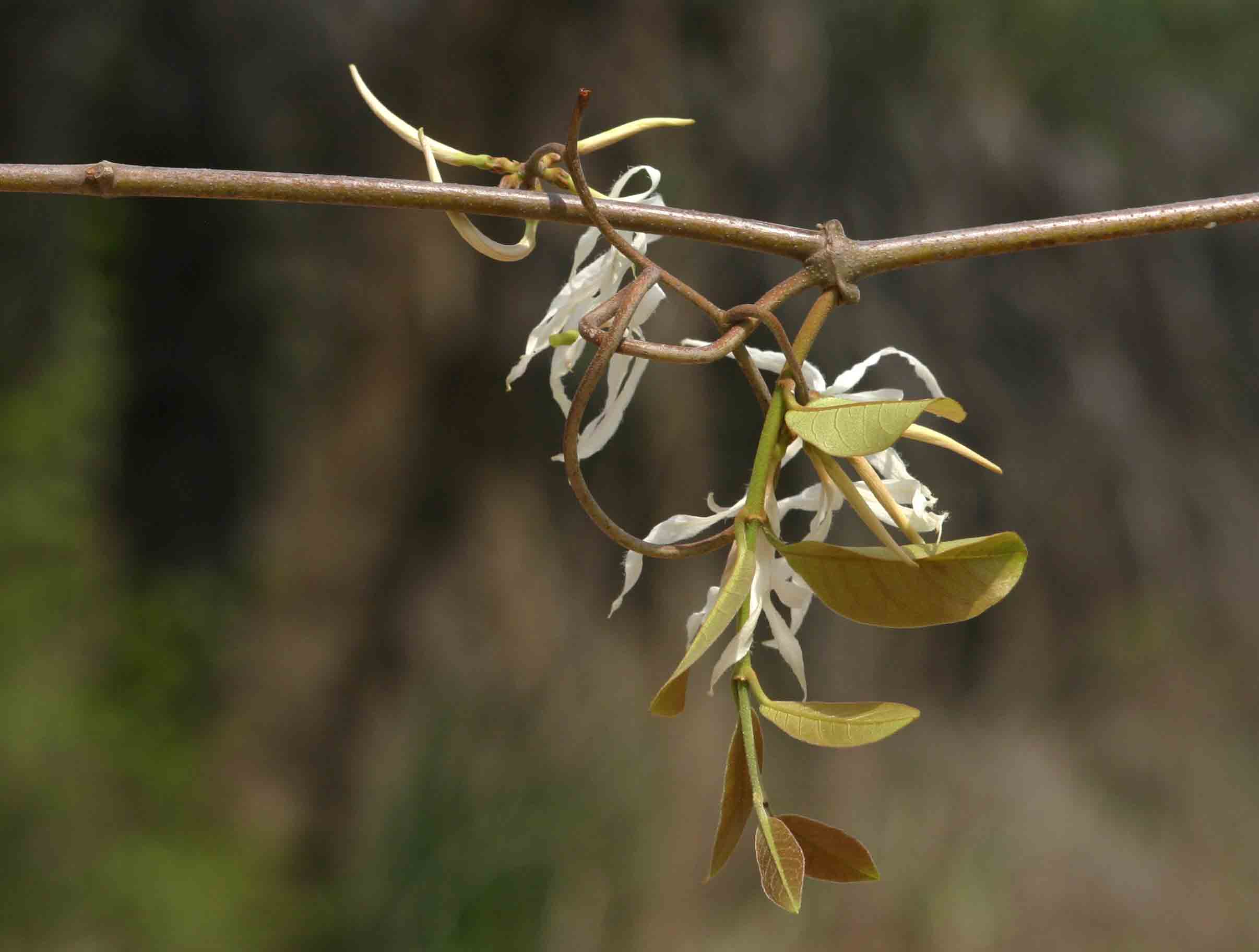 Ancylobothrys petersiana