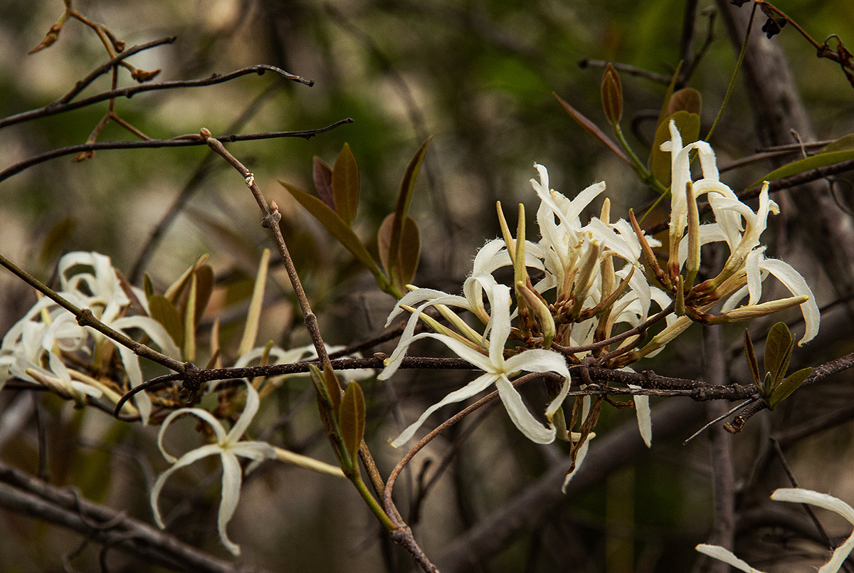 Ancylobothrys petersiana