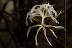 Ancylobothrys petersiana