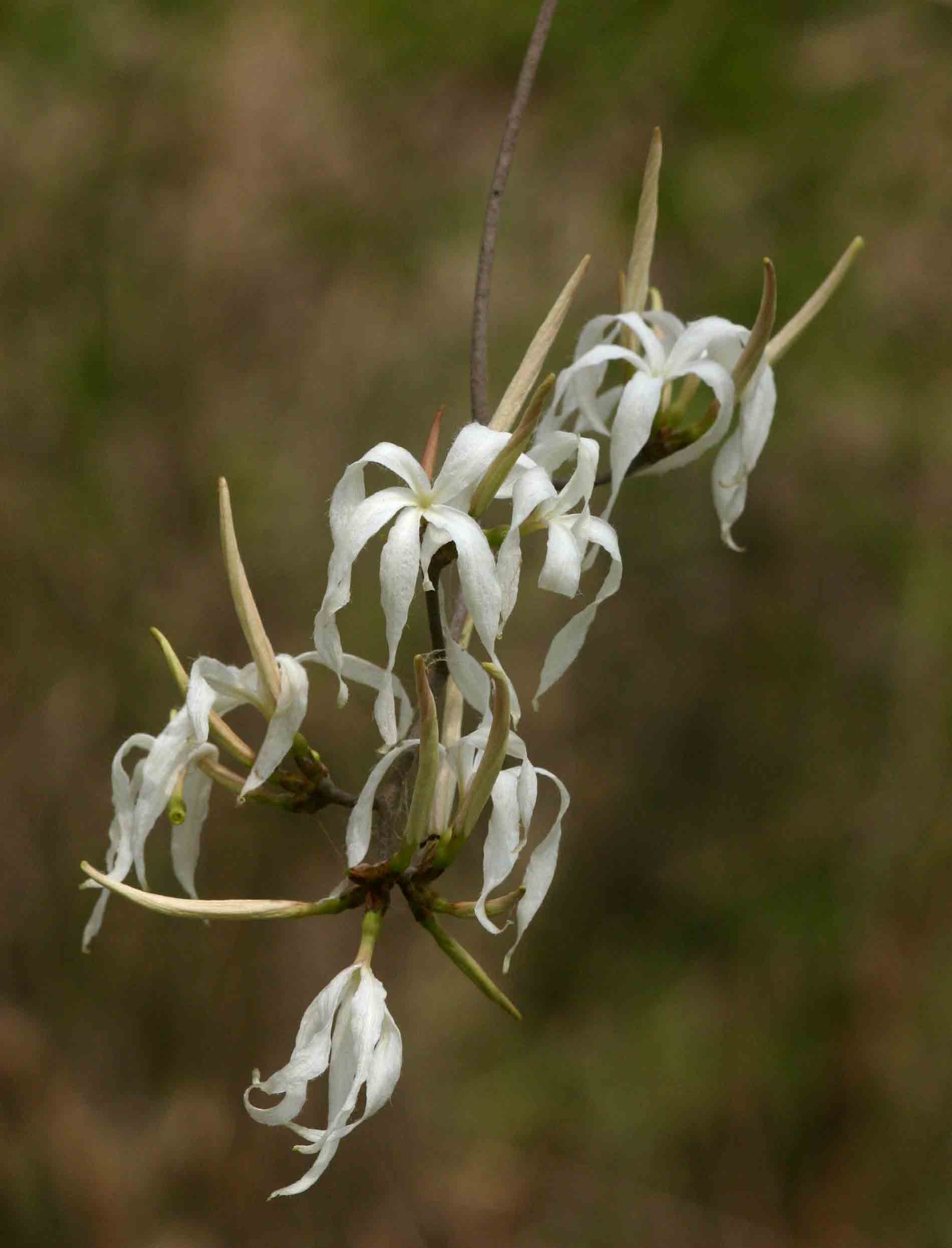 Ancylobothrys petersiana