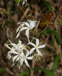Ancylobothrys petersiana