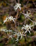 Ancylobothrys petersiana