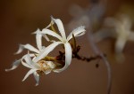 Ancylobothrys petersiana