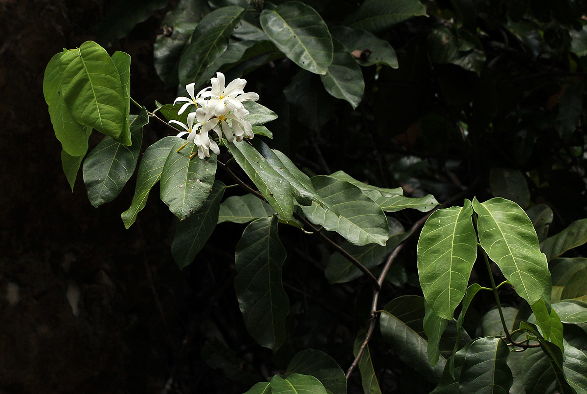 Saba comorensis