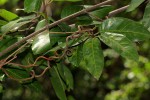 Saba comorensis