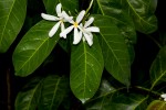 Saba comorensis
