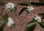 Holarrhena pubescens