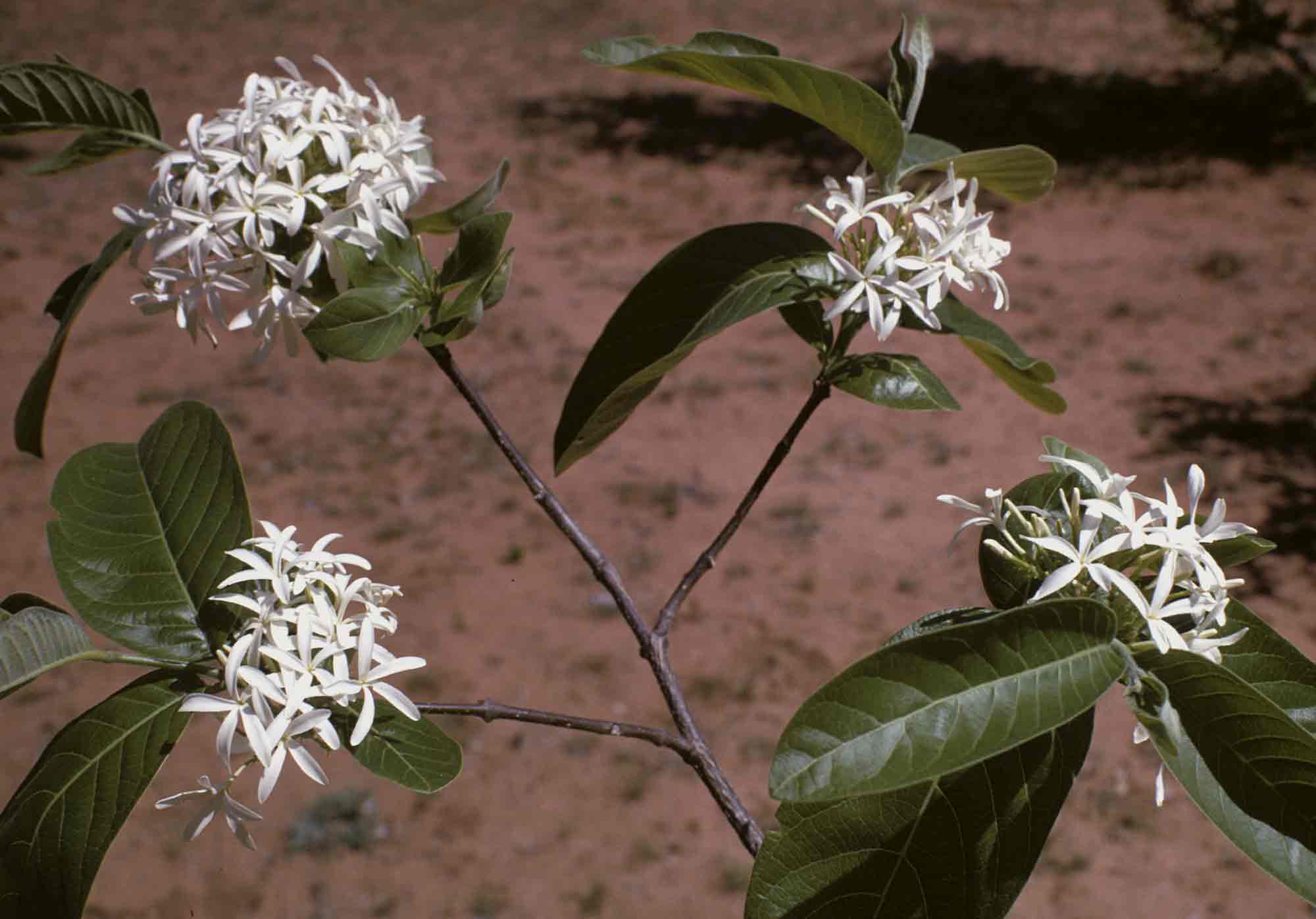 Holarrhena pubescens