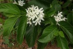 Holarrhena pubescens