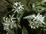 Holarrhena pubescens