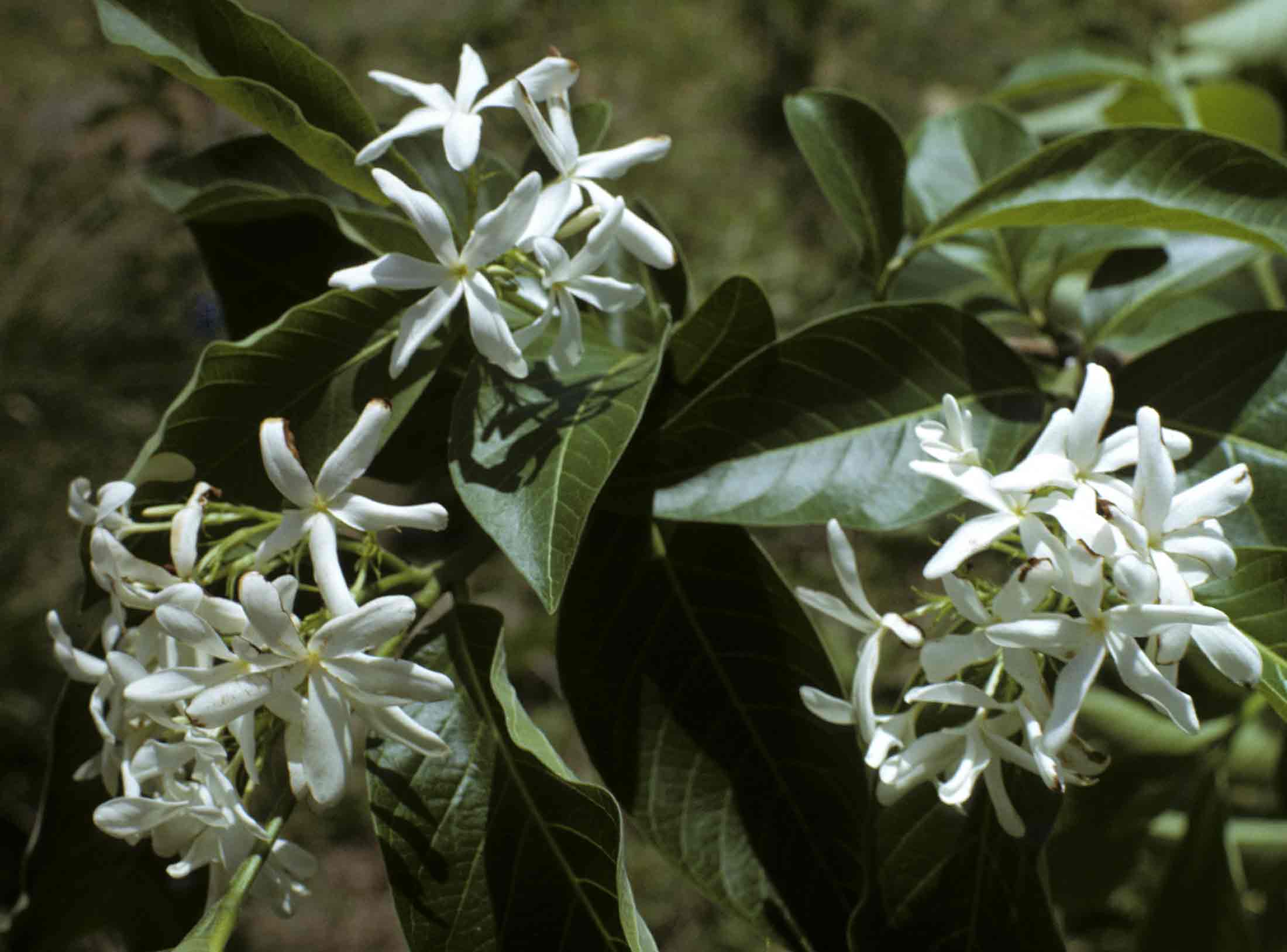 Holarrhena pubescens