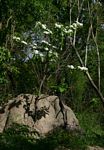Holarrhena pubescens