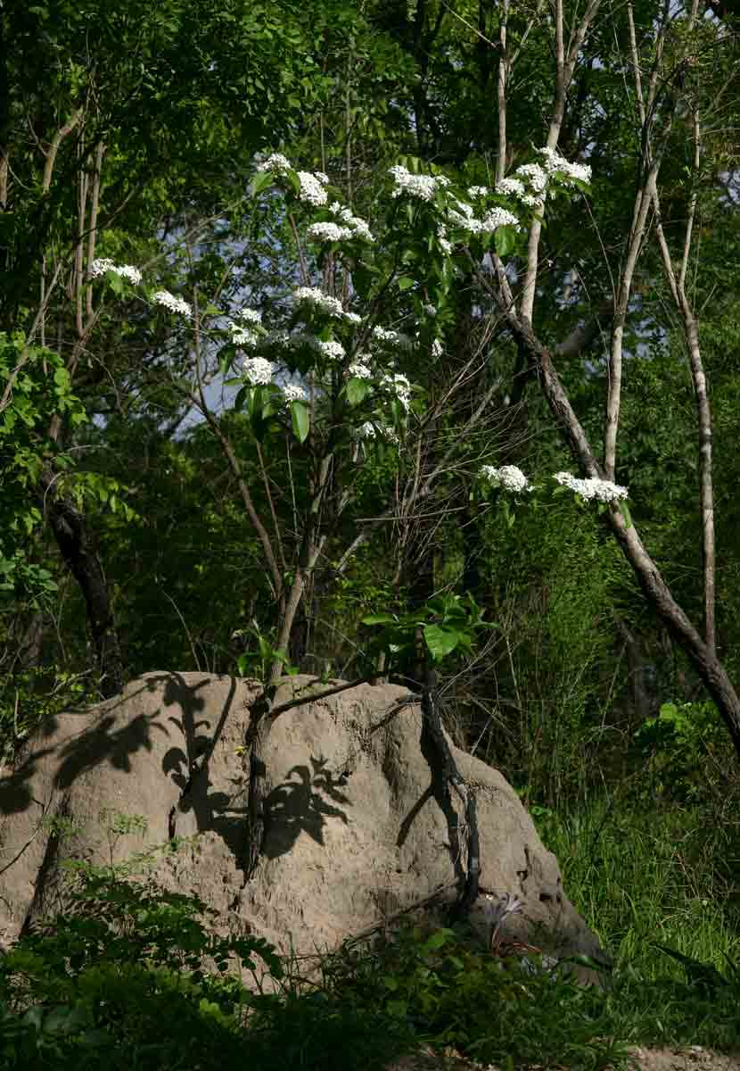 Holarrhena pubescens