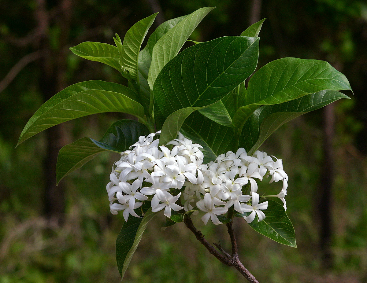 Holarrhena pubescens