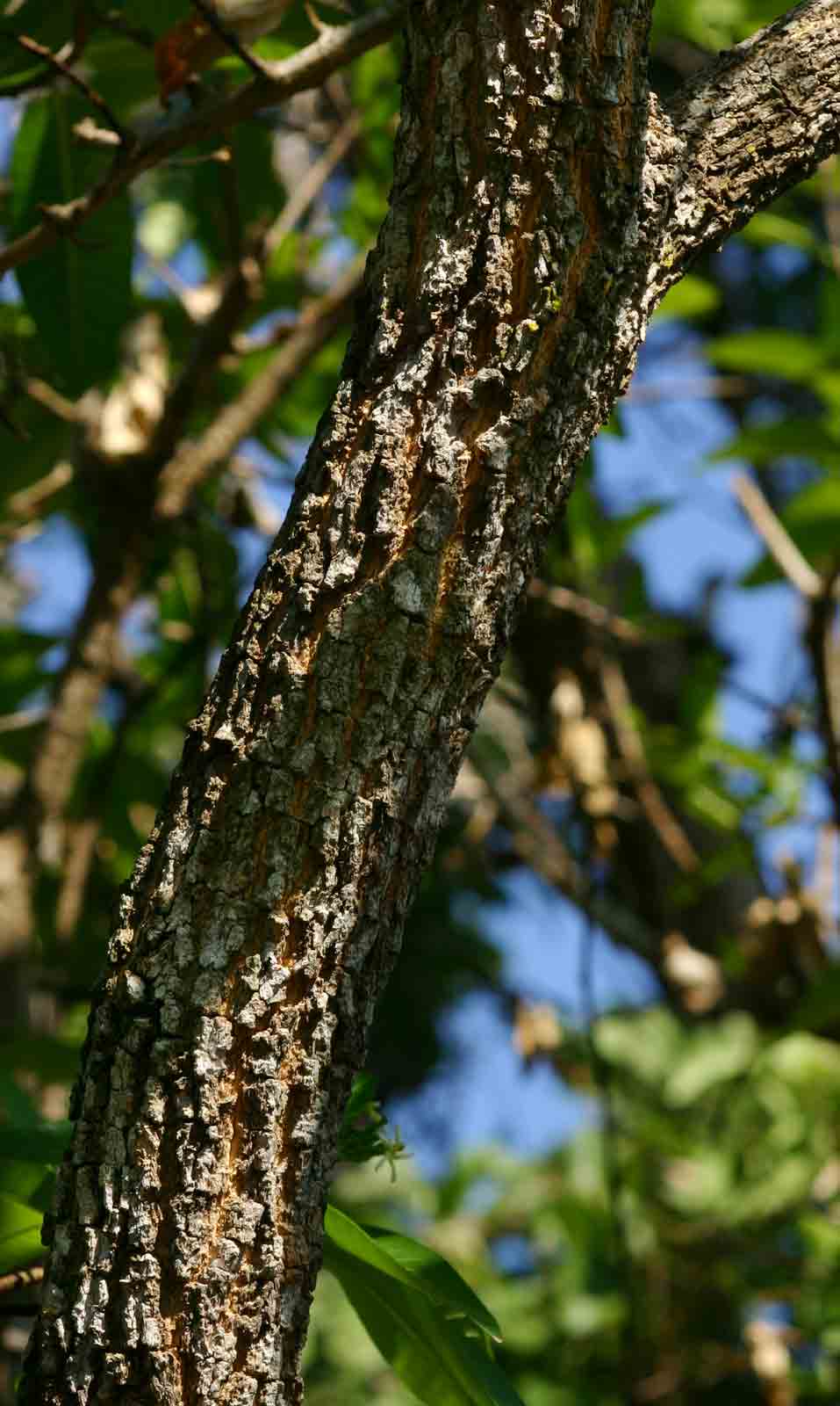 Tabernaemontana elegans