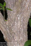 Tabernaemontana elegans