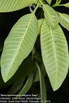 Tabernaemontana elegans