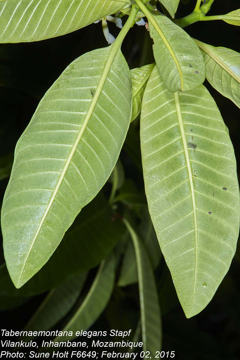 Tabernaemontana elegans