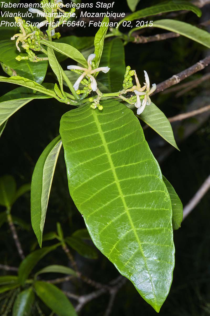 Tabernaemontana elegans
