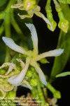 Tabernaemontana elegans