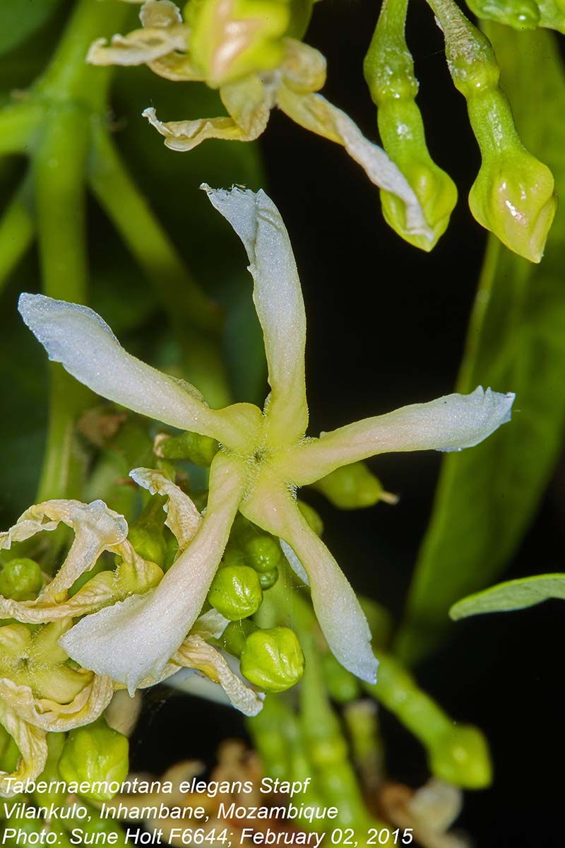 Tabernaemontana elegans