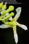 Tabernaemontana elegans