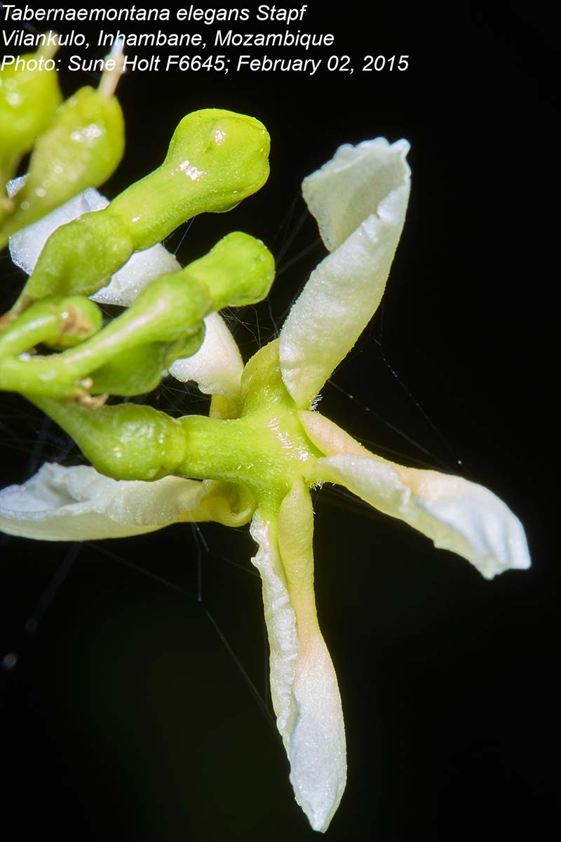 Tabernaemontana elegans