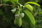 Tabernaemontana elegans