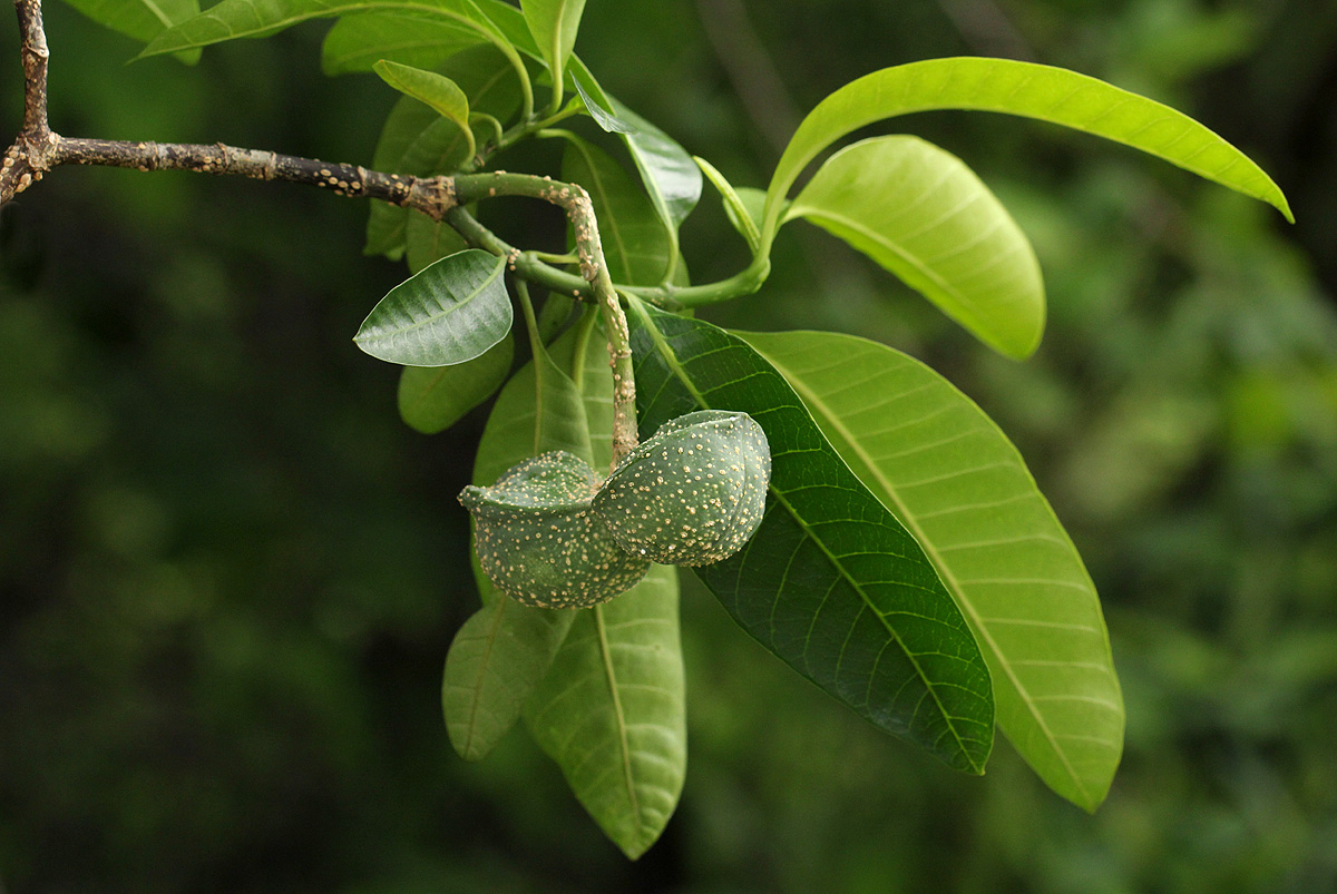 Tabernaemontana elegans