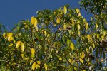 Tabernaemontana elegans