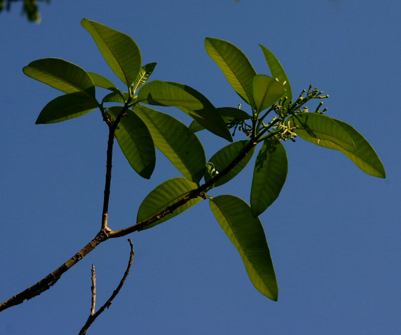 Tabernaemontana elegans