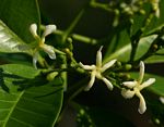 Tabernaemontana elegans