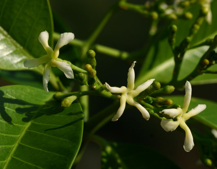 Tabernaemontana elegans