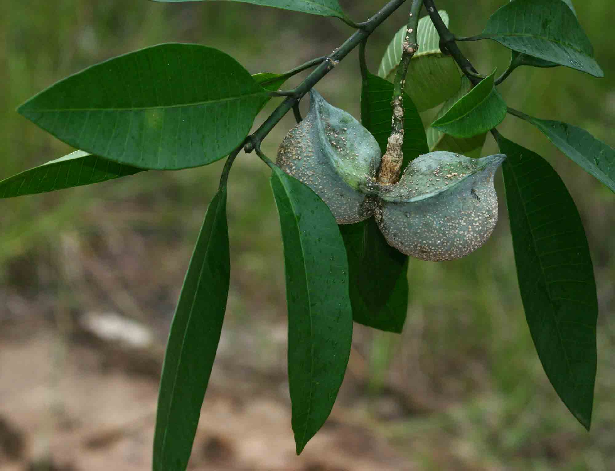 Tabernaemontana elegans