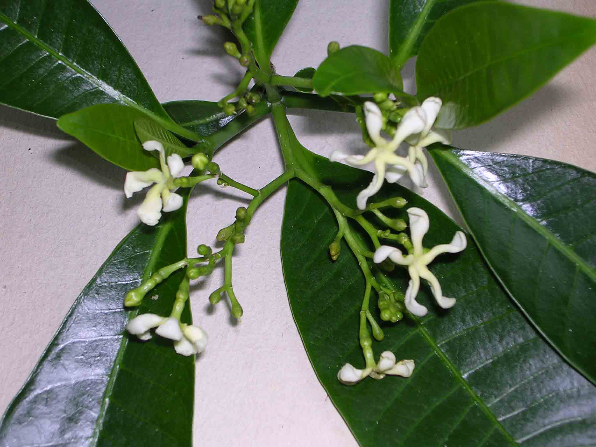 Tabernaemontana elegans