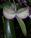 Tabernaemontana elegans