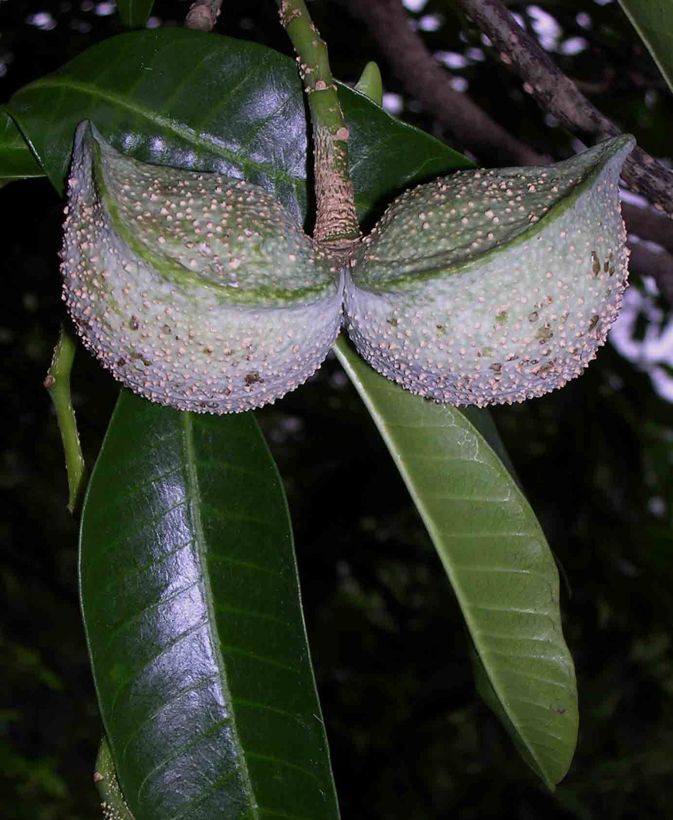 Tabernaemontana elegans