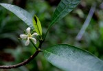 Tabernaemontana elegans