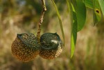 Tabernaemontana elegans
