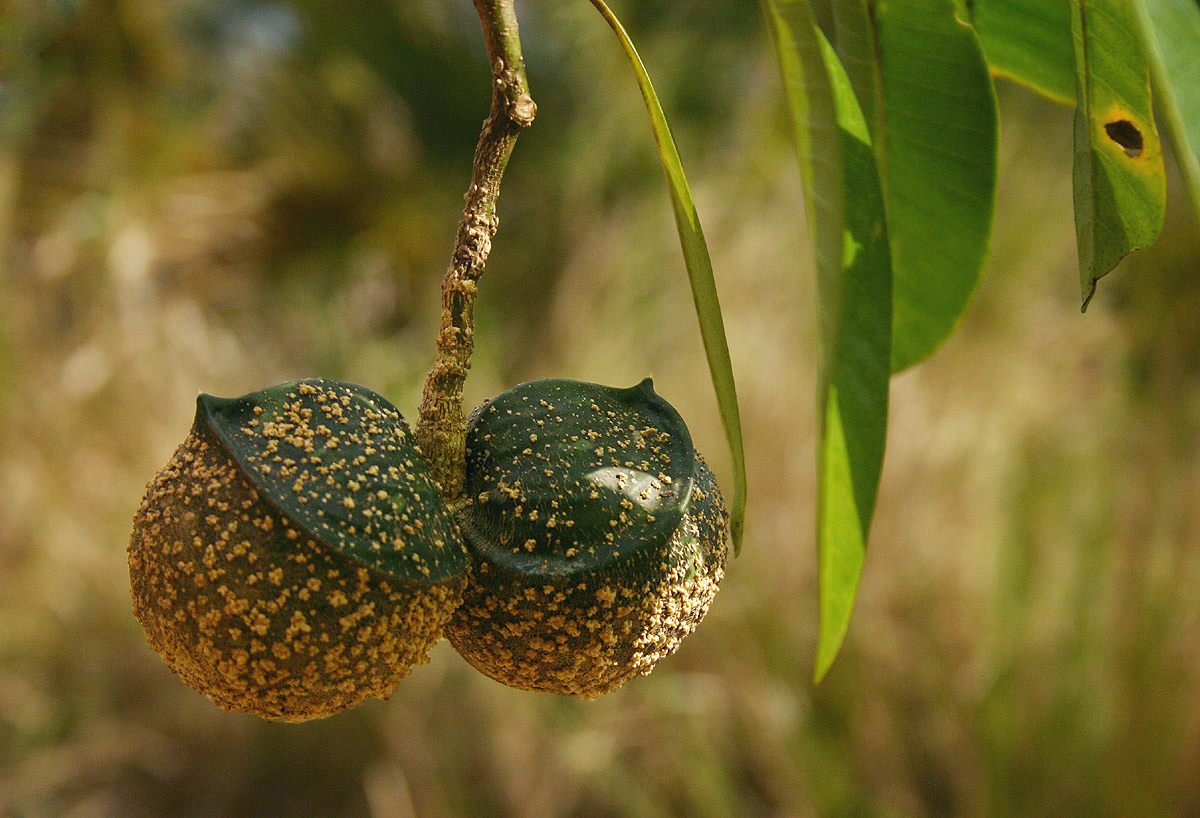 Tabernaemontana elegans