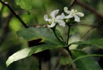 Tabernaemontana ventricosa