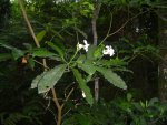 Tabernaemontana ventricosa