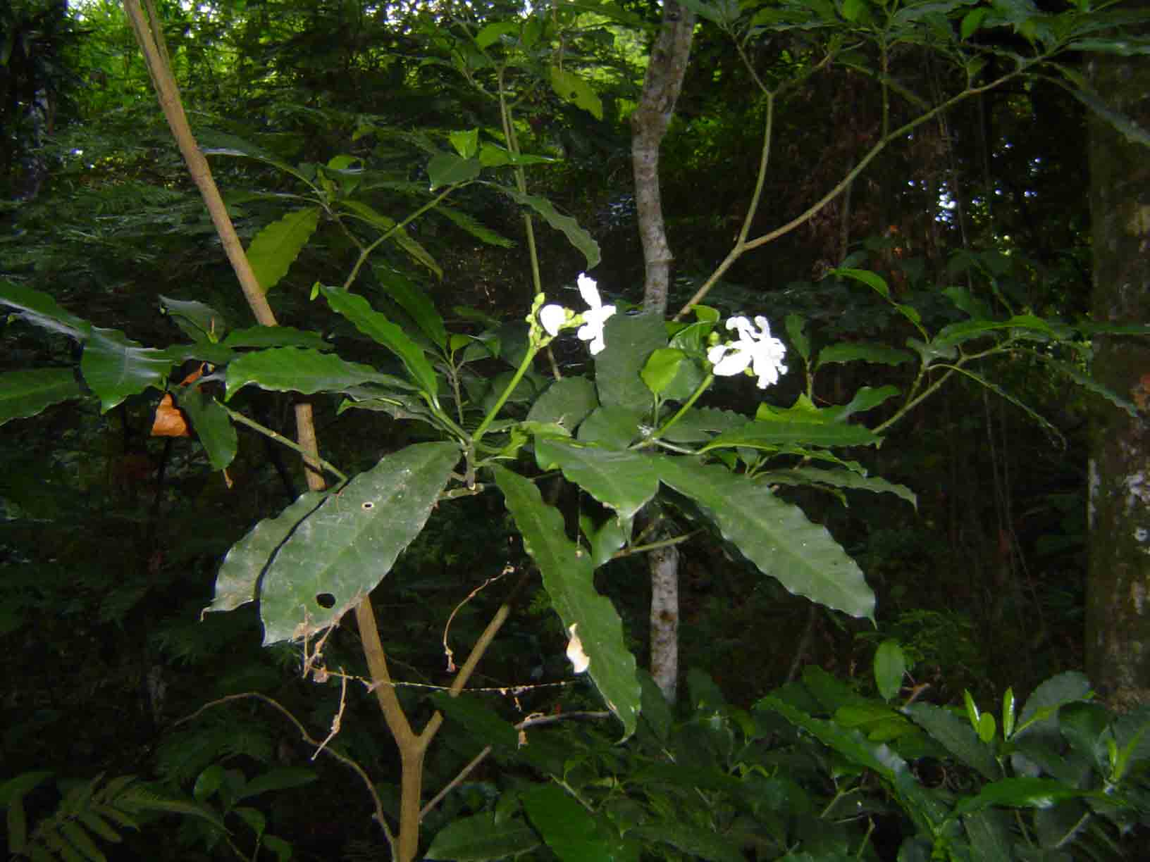 Tabernaemontana ventricosa