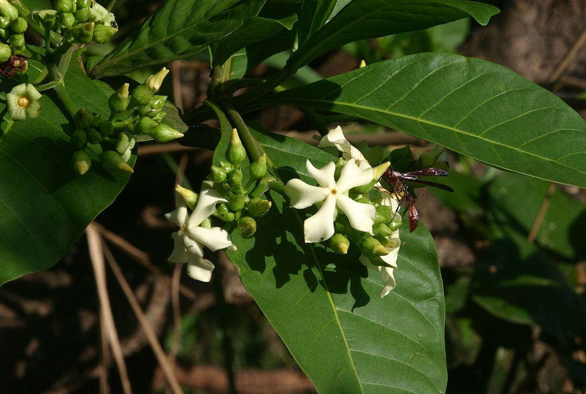 Voacanga africana
