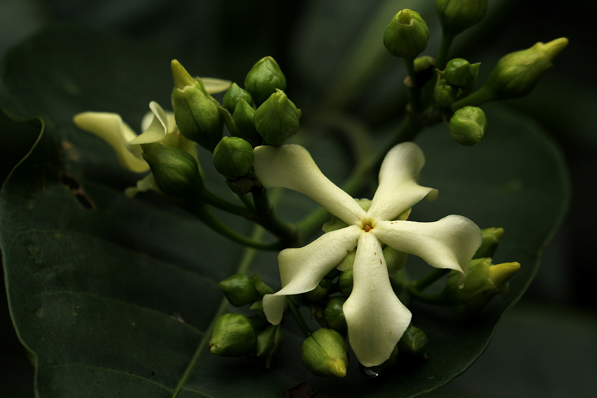 Voacanga africana