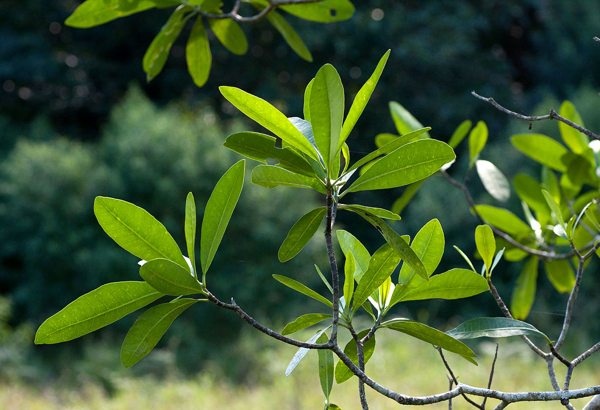 Voacanga thouarsii