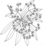 Rauvolfia caffra