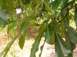 Rauvolfia caffra