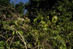 Alafia caudata subsp. latiloba